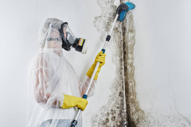 Environmental Consulting for Mold Prevention in South Venice, FL